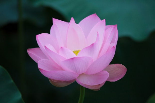 Joetsu Lotus Festival (Takada Park)